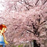 4月の満開の桜の中へ